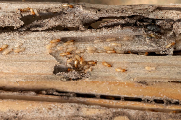 Best Rodent Control Near Me  in Crosby, TX