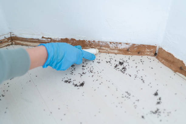 Best Termite Control Services  in Crosby, TX